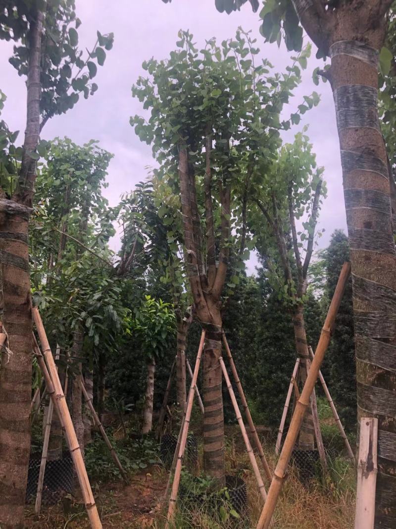 官粉紫荆:5-15公分