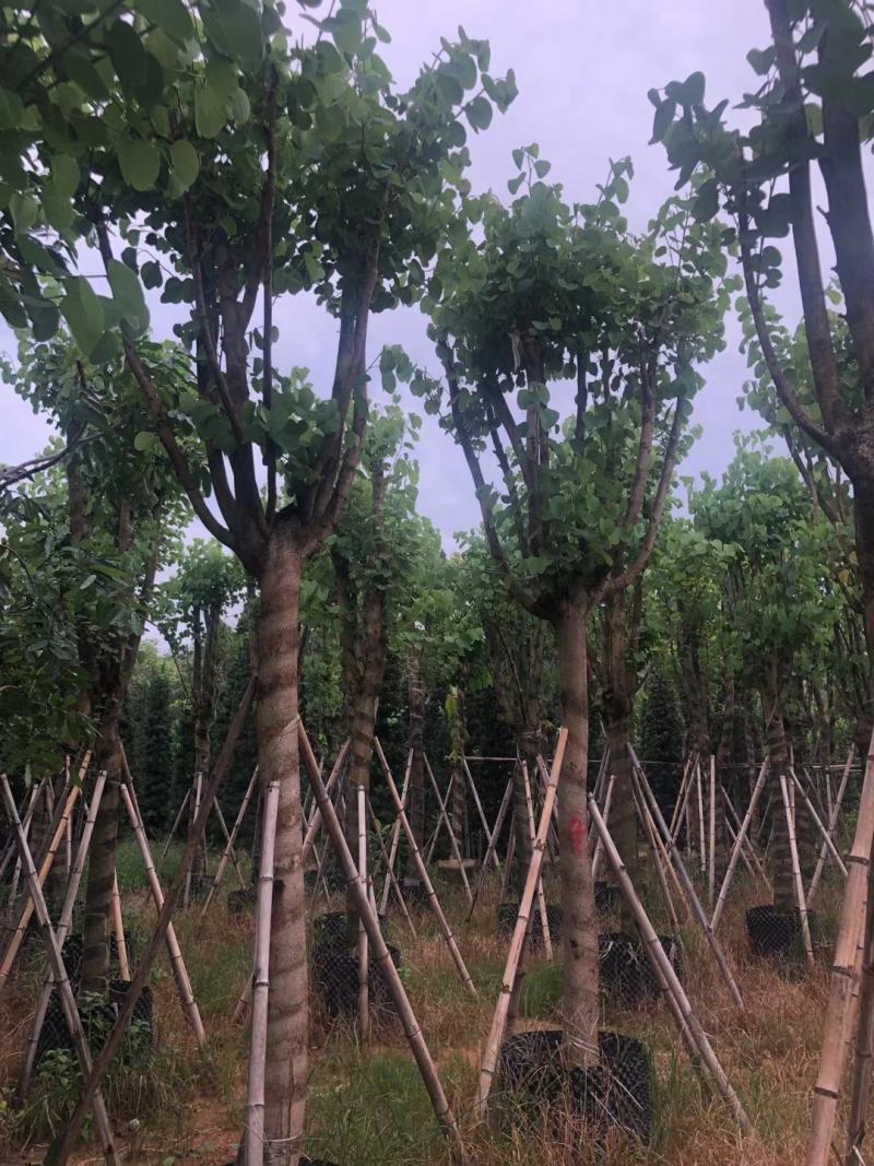 官粉紫荆:5-15公分