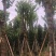 官粉紫荆:5-15公分