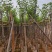官粉紫荆:5-15公分