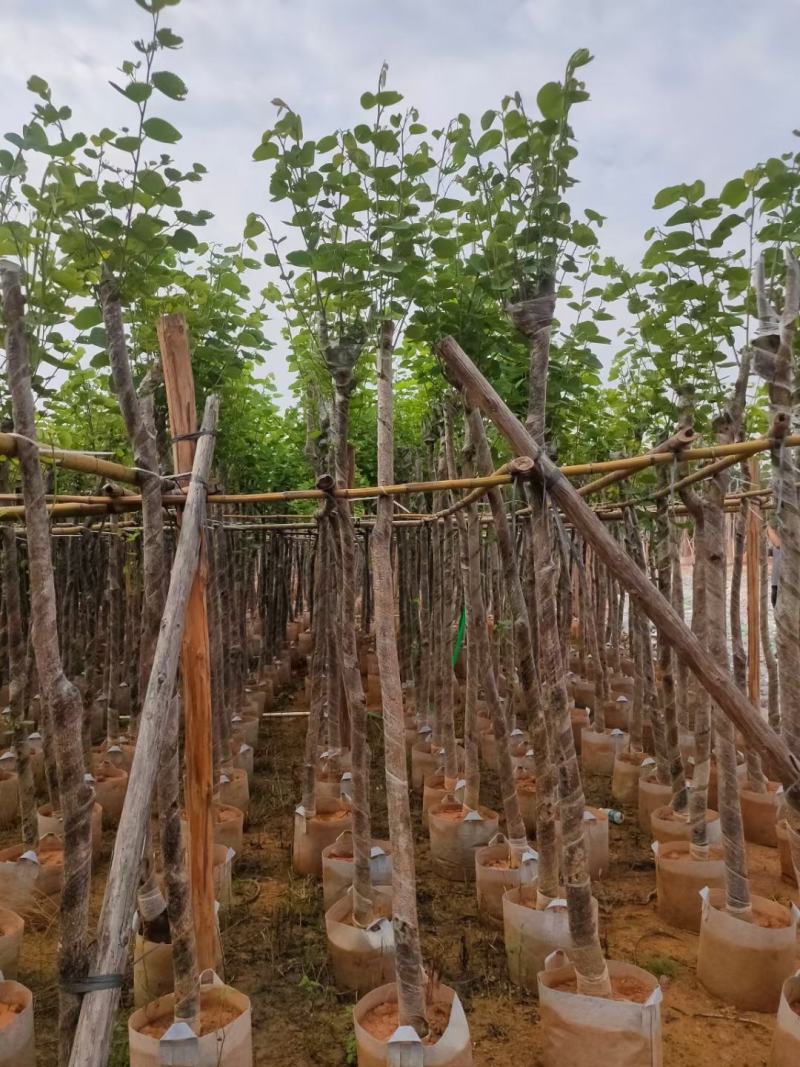 官粉紫荆:5-15公分