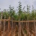 官粉紫荆:5-15公分