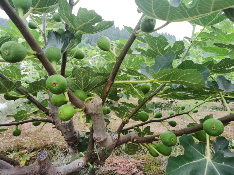 自家基地仁寿县自产自销波姬红无花果