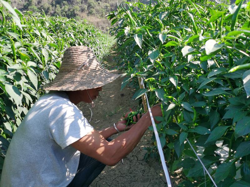 特辣朝天椒上市，长得漂亮货又好。特辣朝天椒上市，长得漂亮