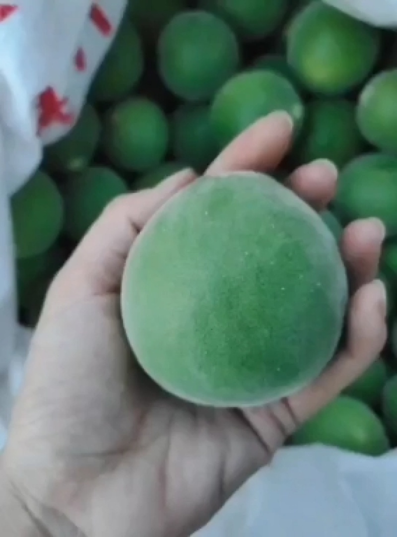 橘红