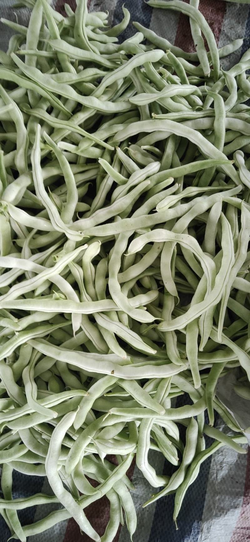 白豆角