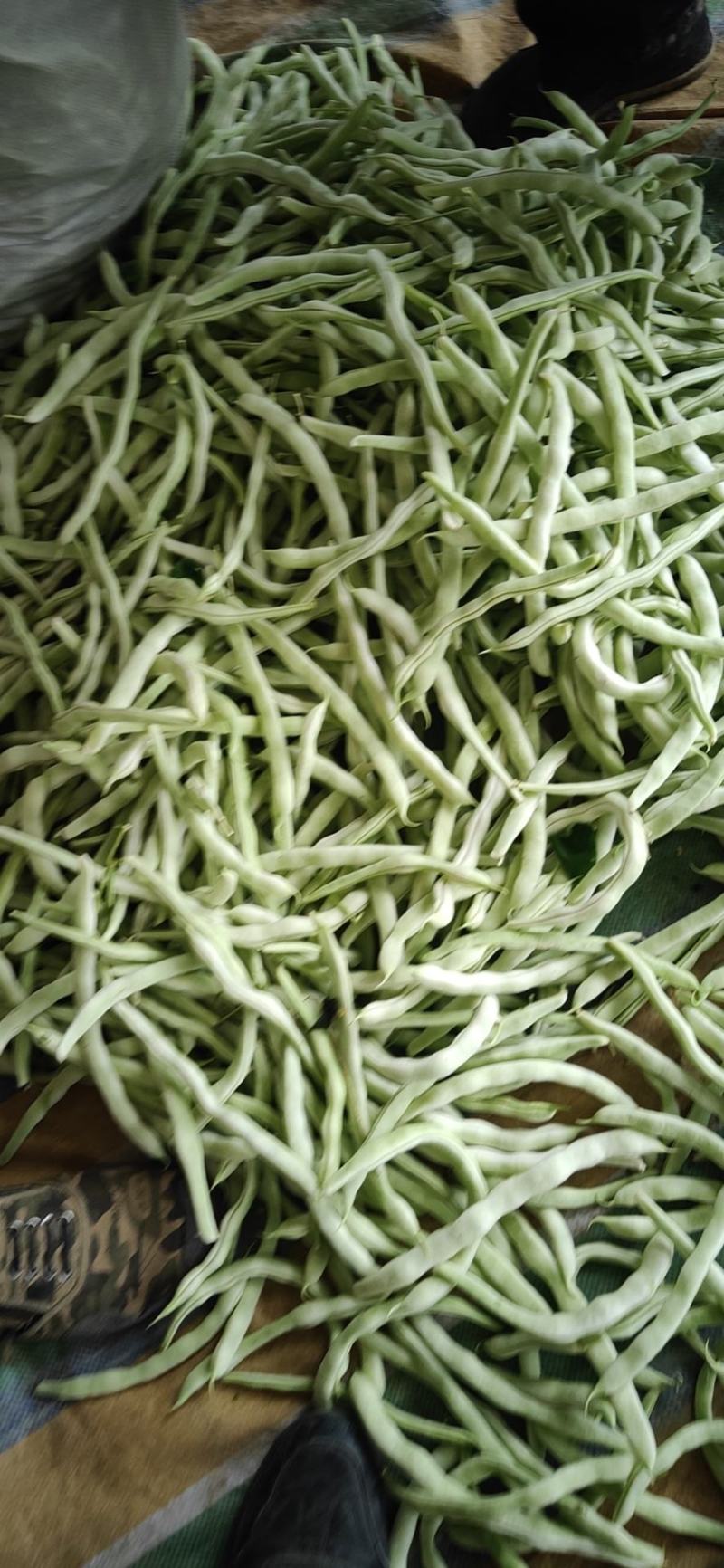 白豆角