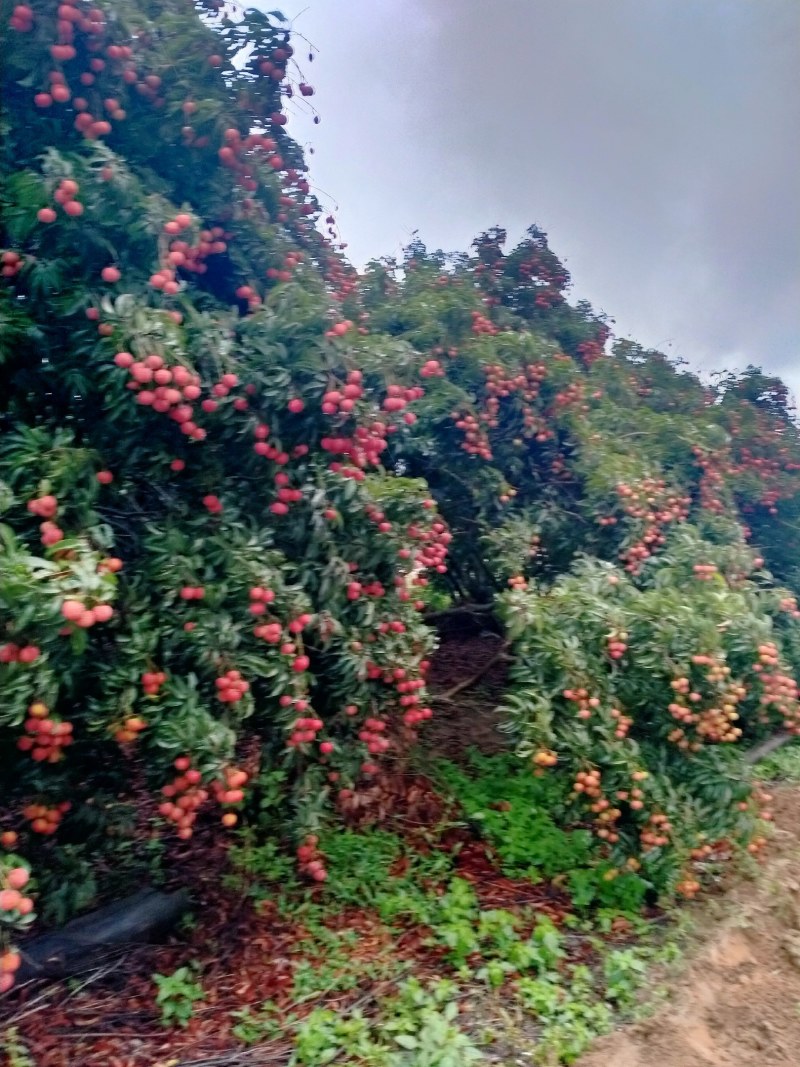 荔枝