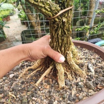 雀舌黄杨几十年老桩盆景树室内室外都可以种植，生命顽强