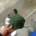 精品西兰花