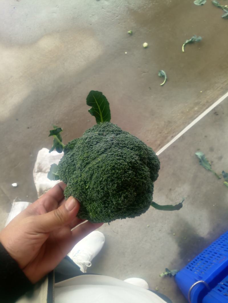精品西兰花