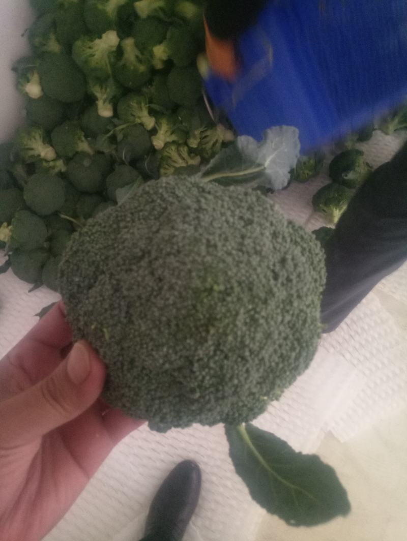 精品西兰花