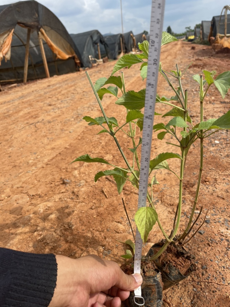 蓝花鼠尾草小袋高度20-30价格优惠库存多