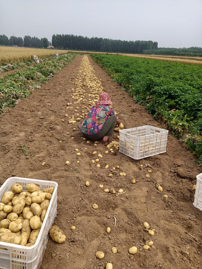 【推荐】荷兰十五黄心土豆，产地直销，价格实惠，质量保证