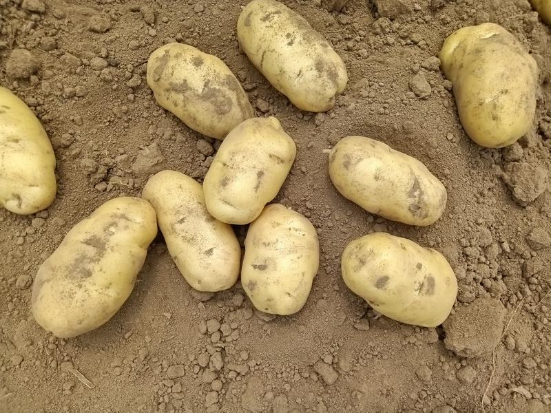 【推荐】荷兰十五黄心土豆，产地直销，价格实惠，质量保证