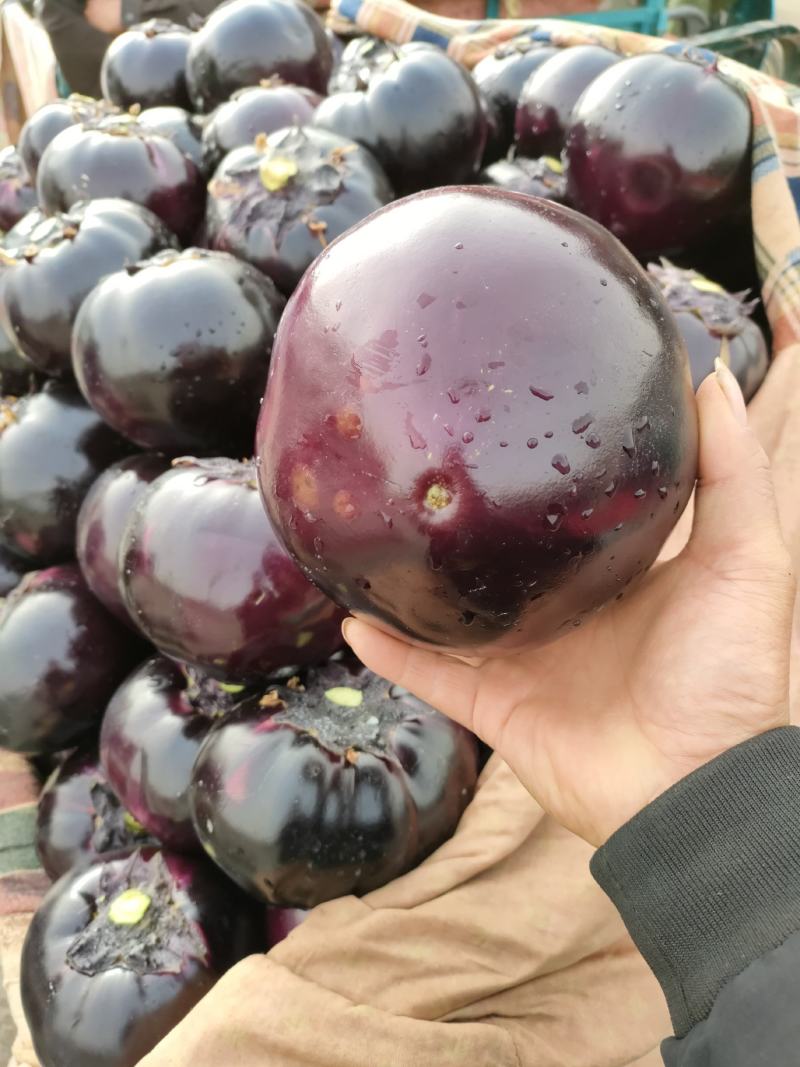 茄子
