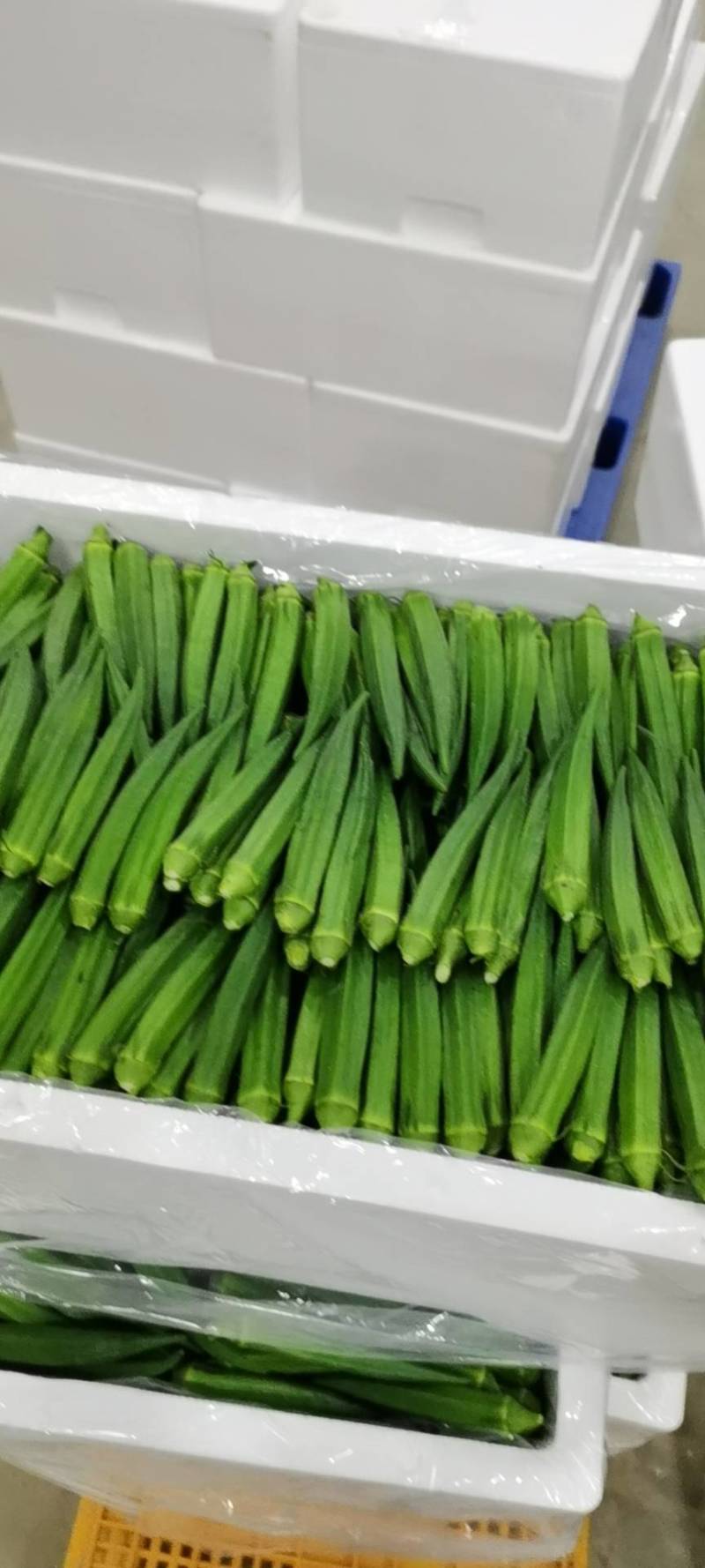 黄秋葵，蔬菜黄秋癸现摘现发一手货源