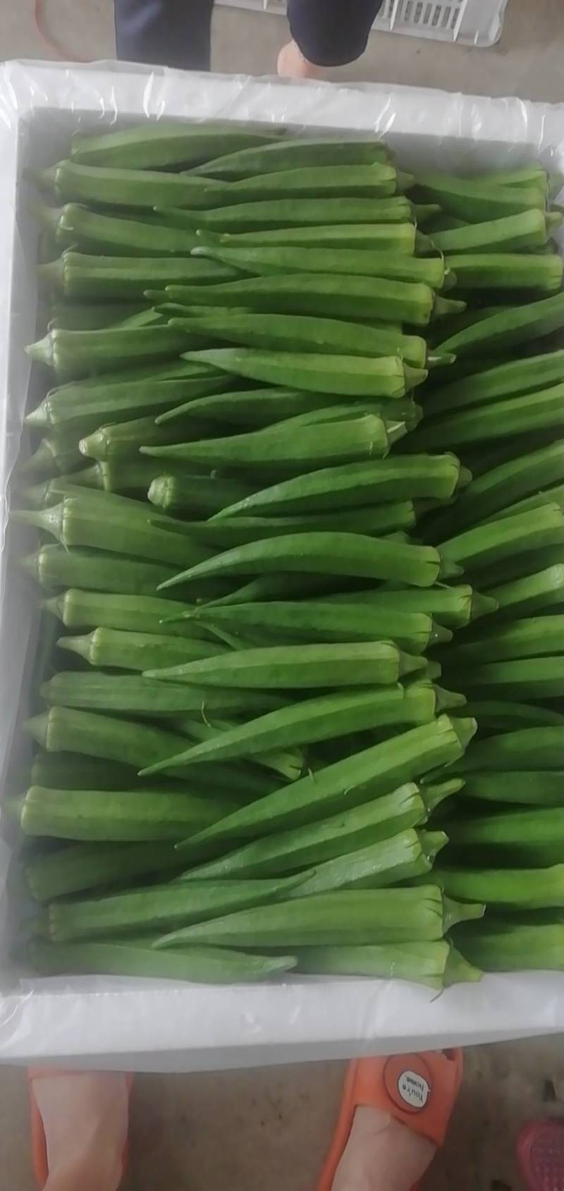 黄秋葵，蔬菜黄秋癸现摘现发一手货源