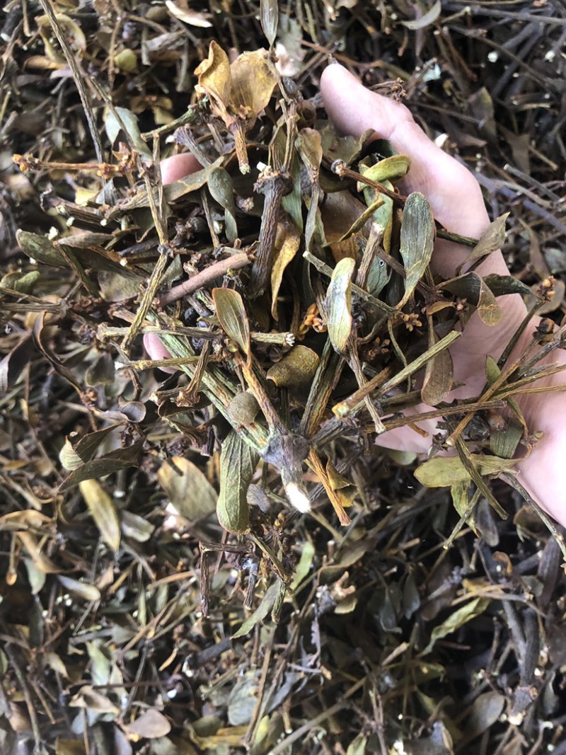 核桃寄生统货