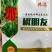 辣椒膨大拉直剂，控旺分叉多结果多