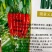 辣椒膨大拉直剂，控旺分叉多结果多