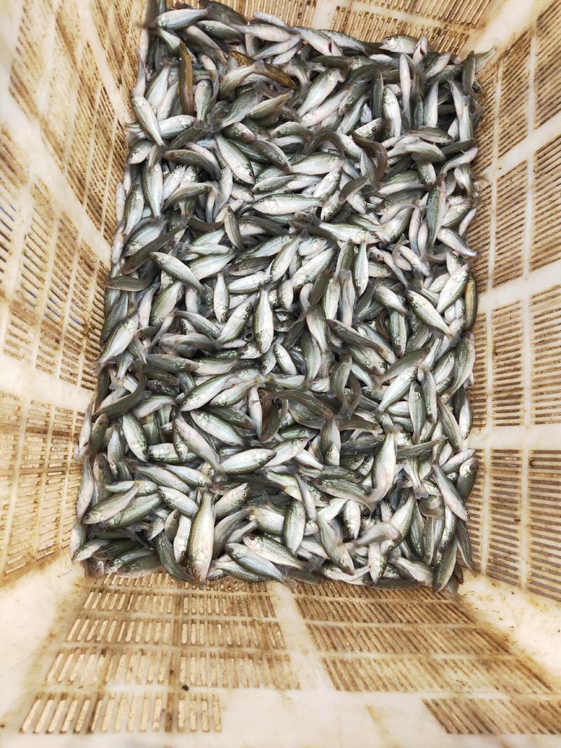 鲈鱼苗，支持一亩田在线下单，包教技术支持全国发货。