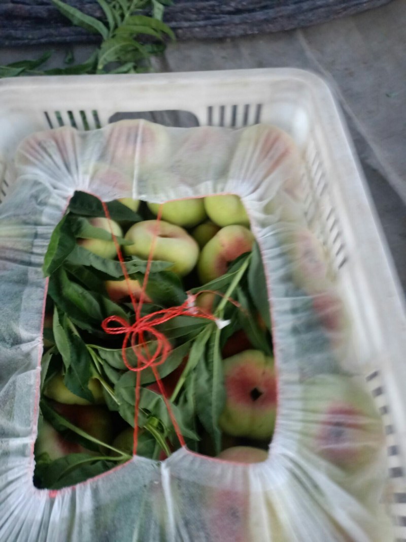 万亩山区种植的毛蟠桃已开始采摘了~个头大~颜色红~口感脆
