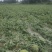 四川西瓜大量上市，8424冰糖瓜。大型基地质量好，一手货