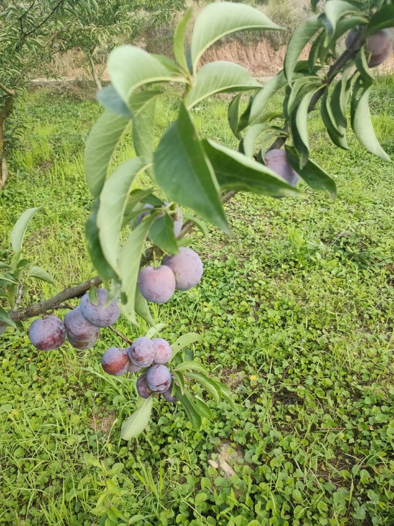 四川脆红李子。青脆李大量上市。大型基地一手货源。