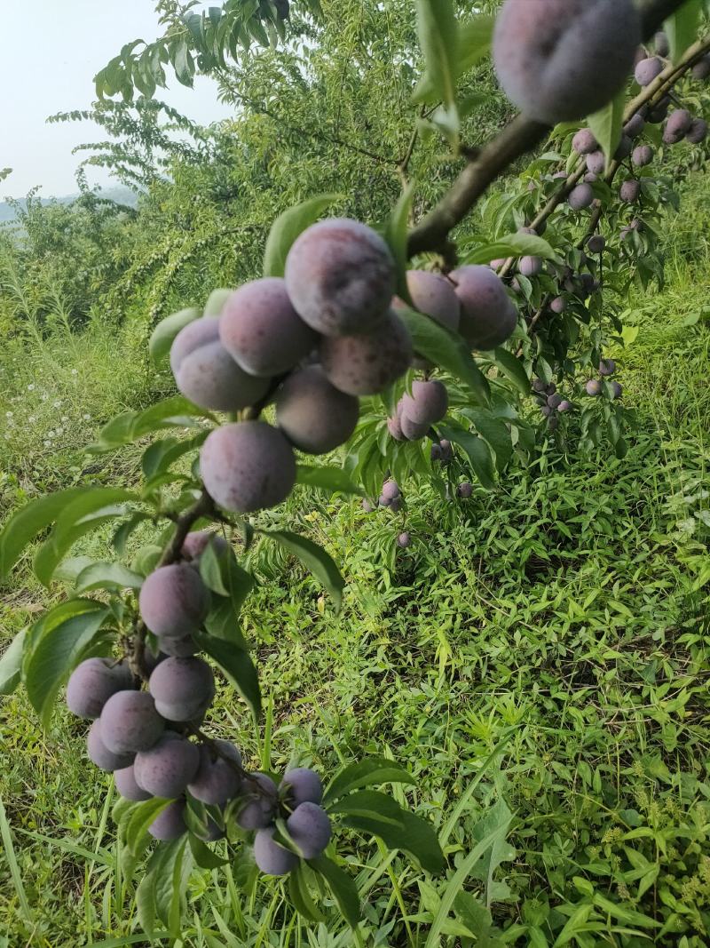 四川脆红李子。青脆李大量上市。大型基地一手货源。