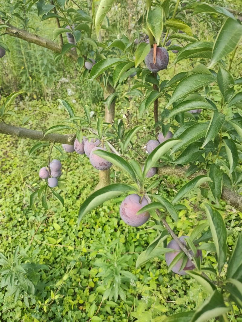 四川脆红李子。青脆李大量上市。大型基地一手货源。