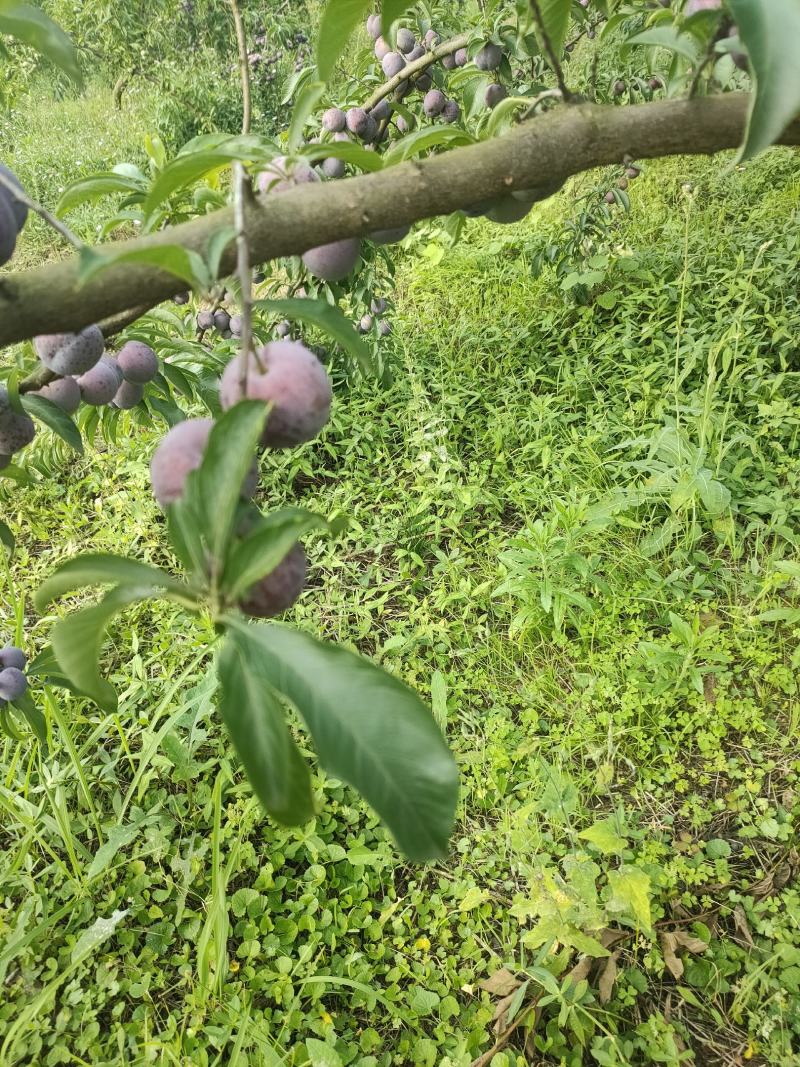 四川脆红李子。青脆李大量上市。大型基地一手货源。