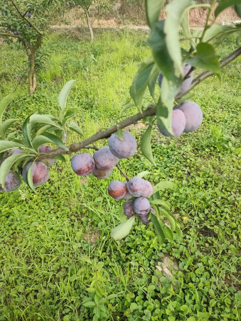 四川脆红李子。青脆李大量上市。大型基地一手货源。