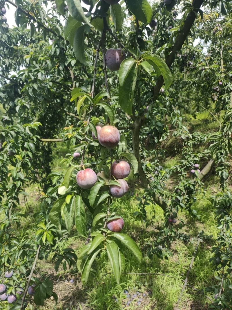 四川脆红李子。青脆李大量上市。大型基地一手货源。