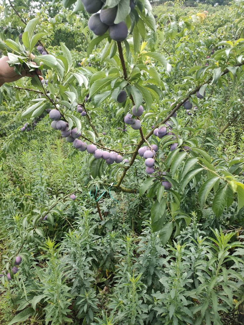 四川脆红李子。青脆李大量上市。大型基地一手货源。