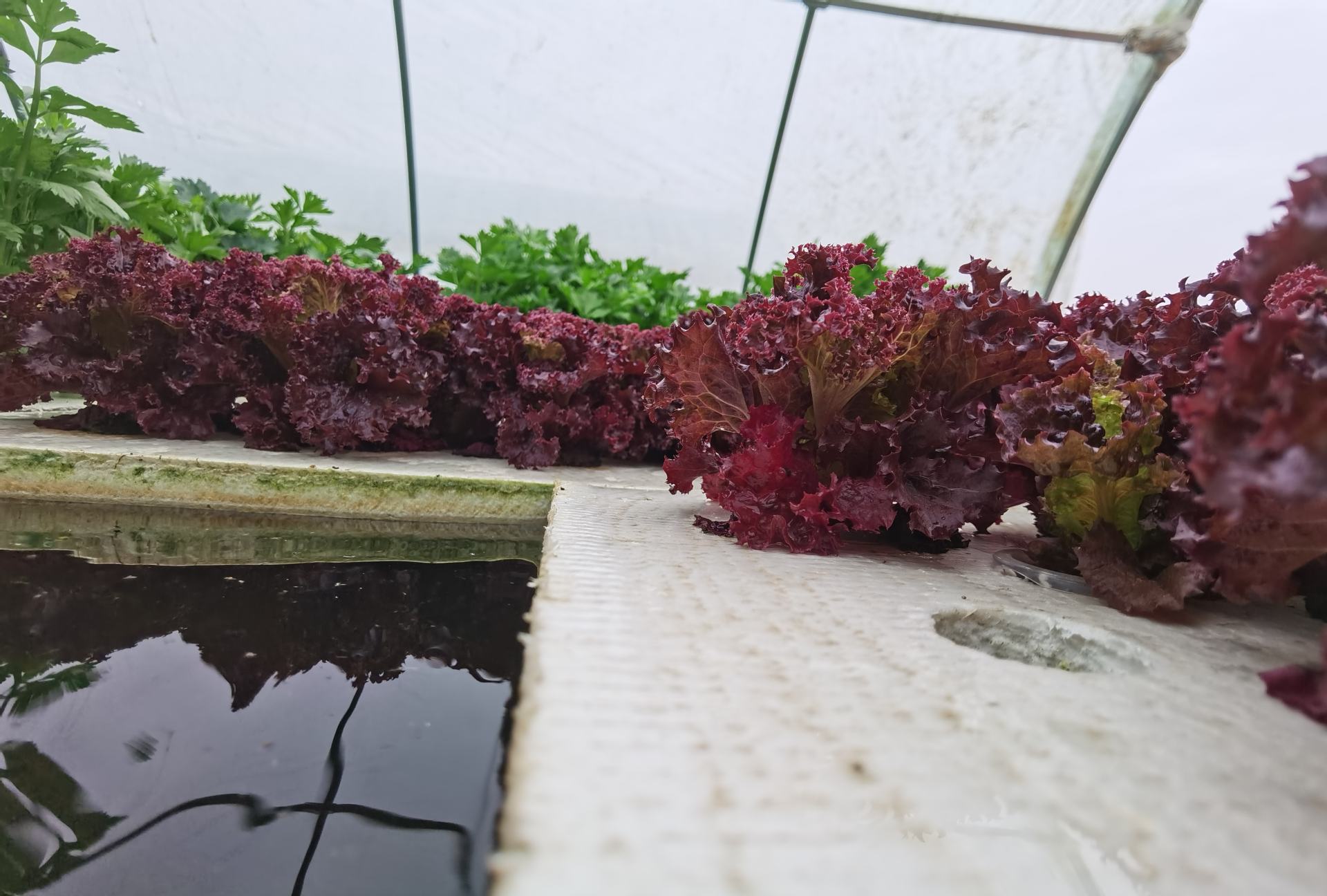 展示四种典型生菜品种:左侧为紧实的结球生菜,中间为长条状的罗马生菜,右上为紫红色的红叶生菜,右下为松软褶皱的奶油生菜;背景为田间种植实景,每种生菜配有标签注明品种名称 生菜主要品种对比图