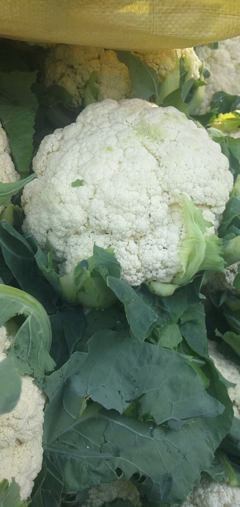红古精品散花