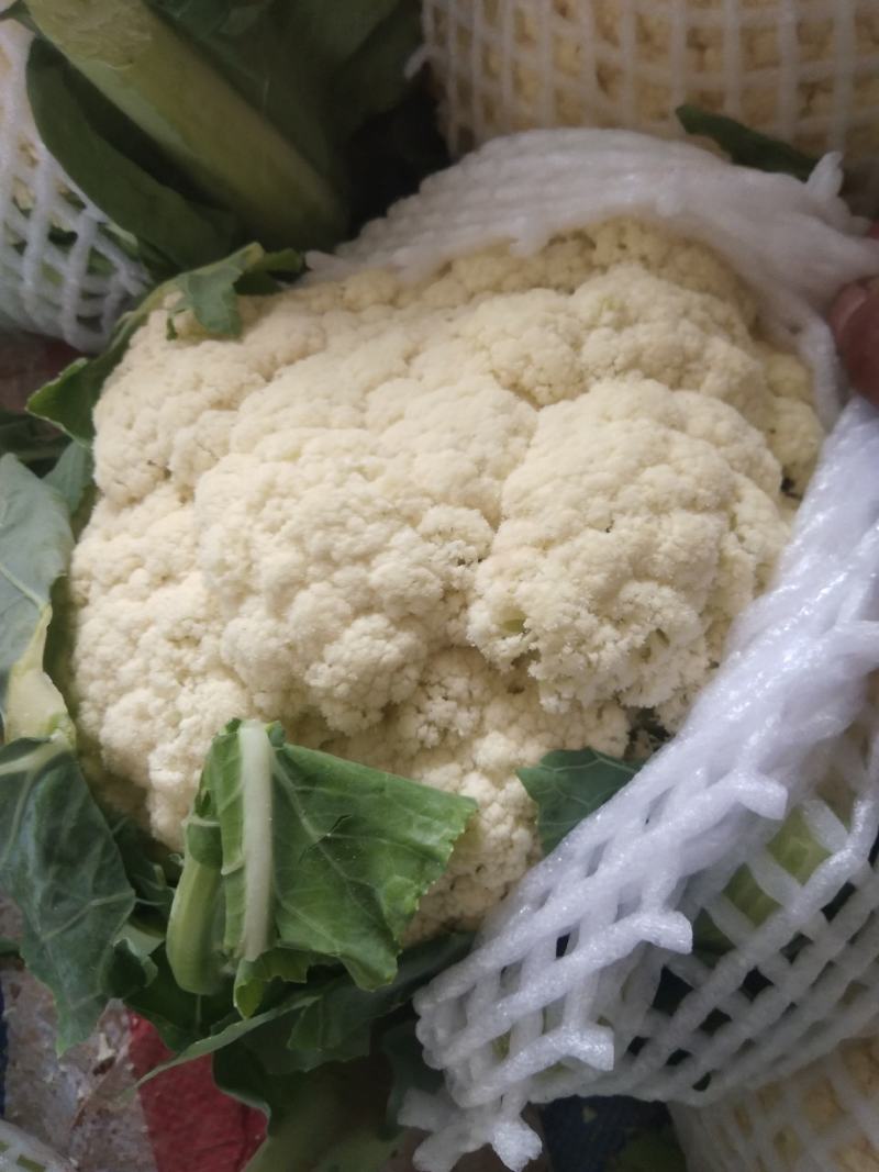 红古精品散花