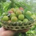 早熟，迟熟，三华李，生长快速管理轻松，种植当年结果