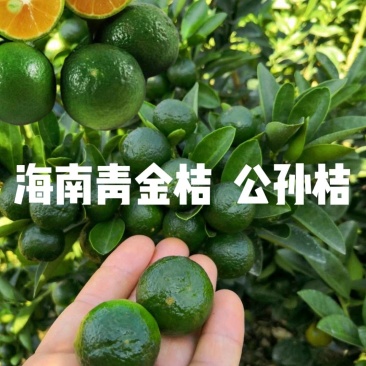 柠檬苗海南小金桔青金桔苗金桔柠檬公孙桔