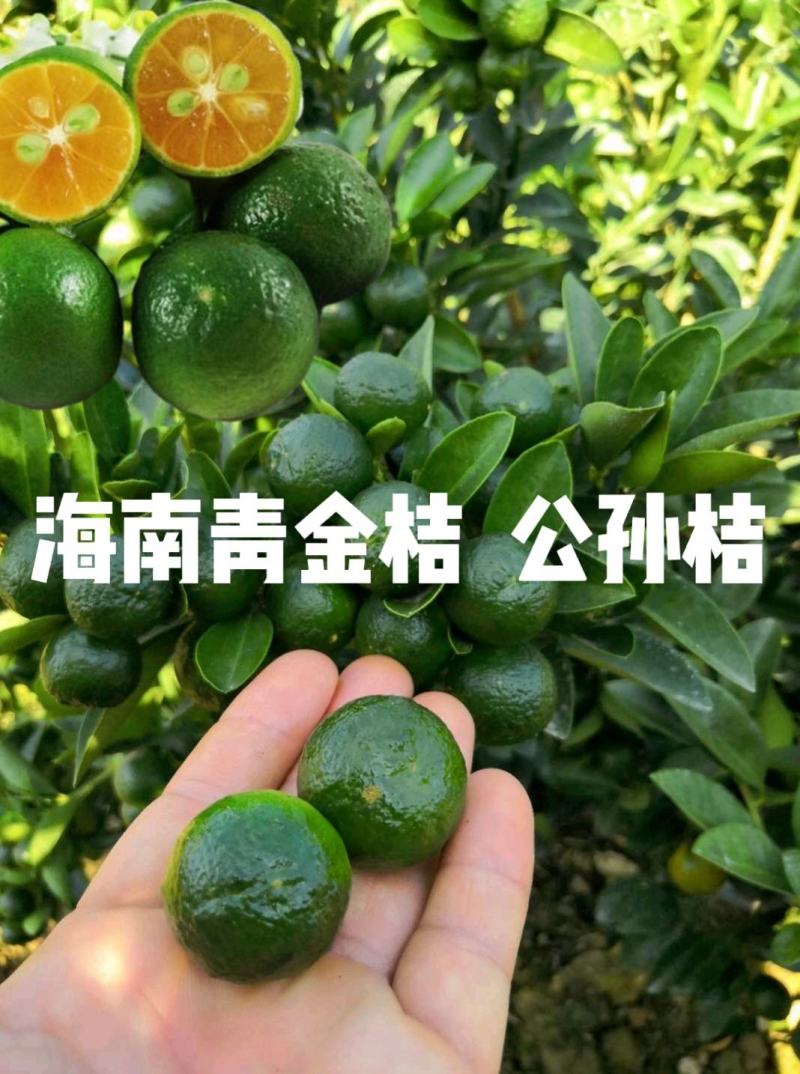柠檬苗海南小金桔青金桔苗金桔柠檬公孙桔