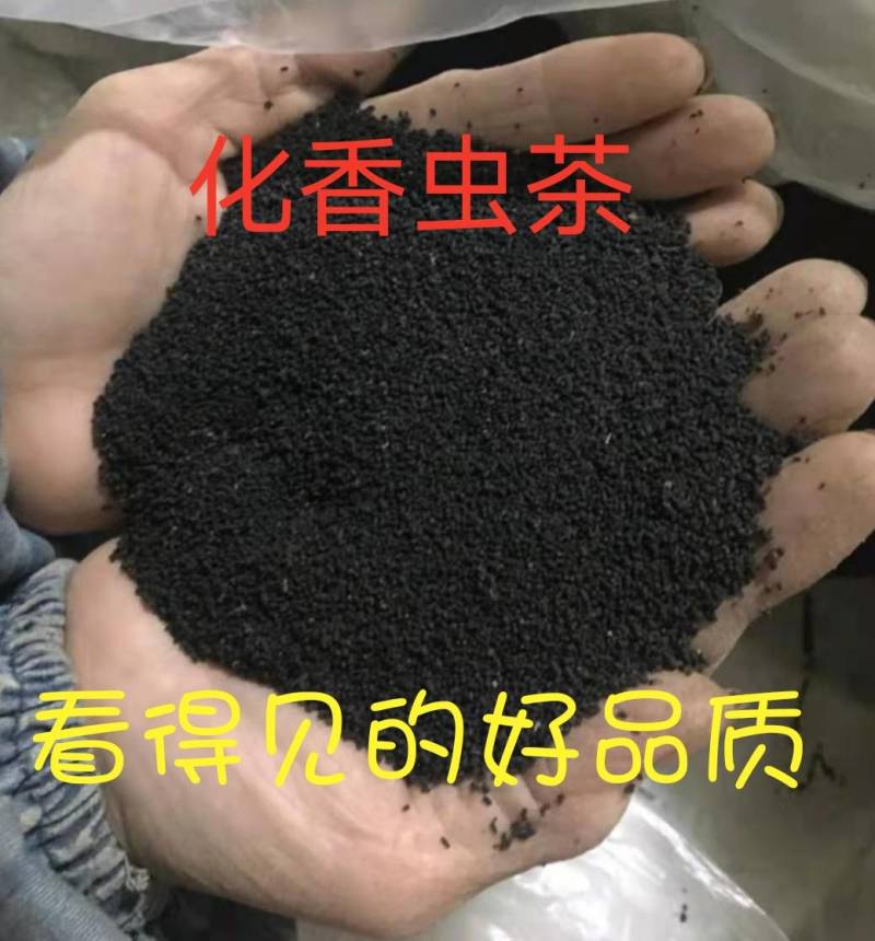 广西特产陈年龙珠茶六堡茶虫茶（实图拍摄）
