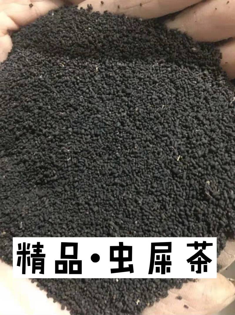 广西特产陈年龙珠茶六堡茶虫茶（实图拍摄）