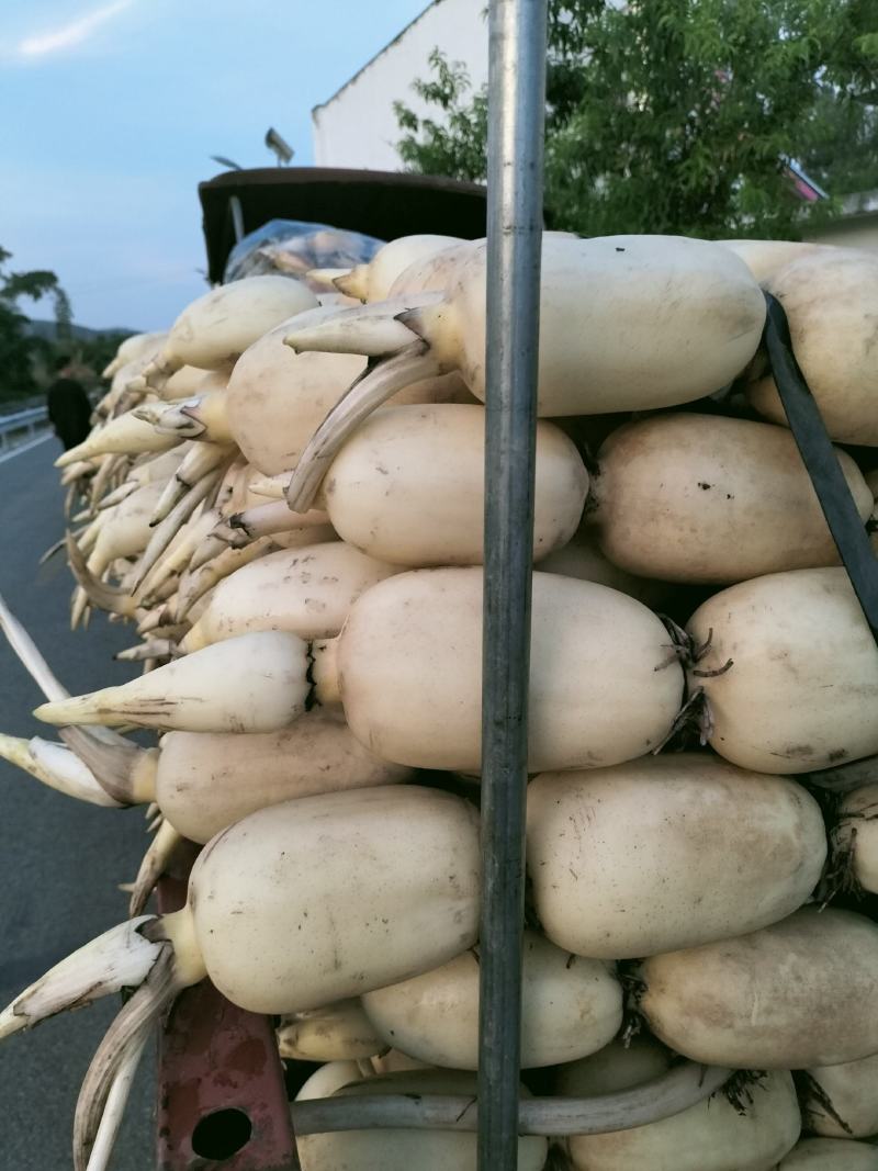 新莲藕