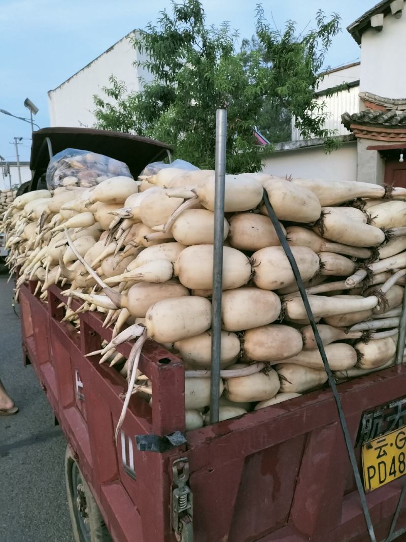 新莲藕
