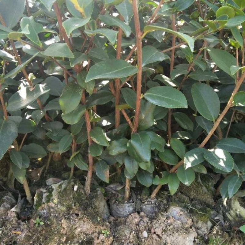 高产油茶苗