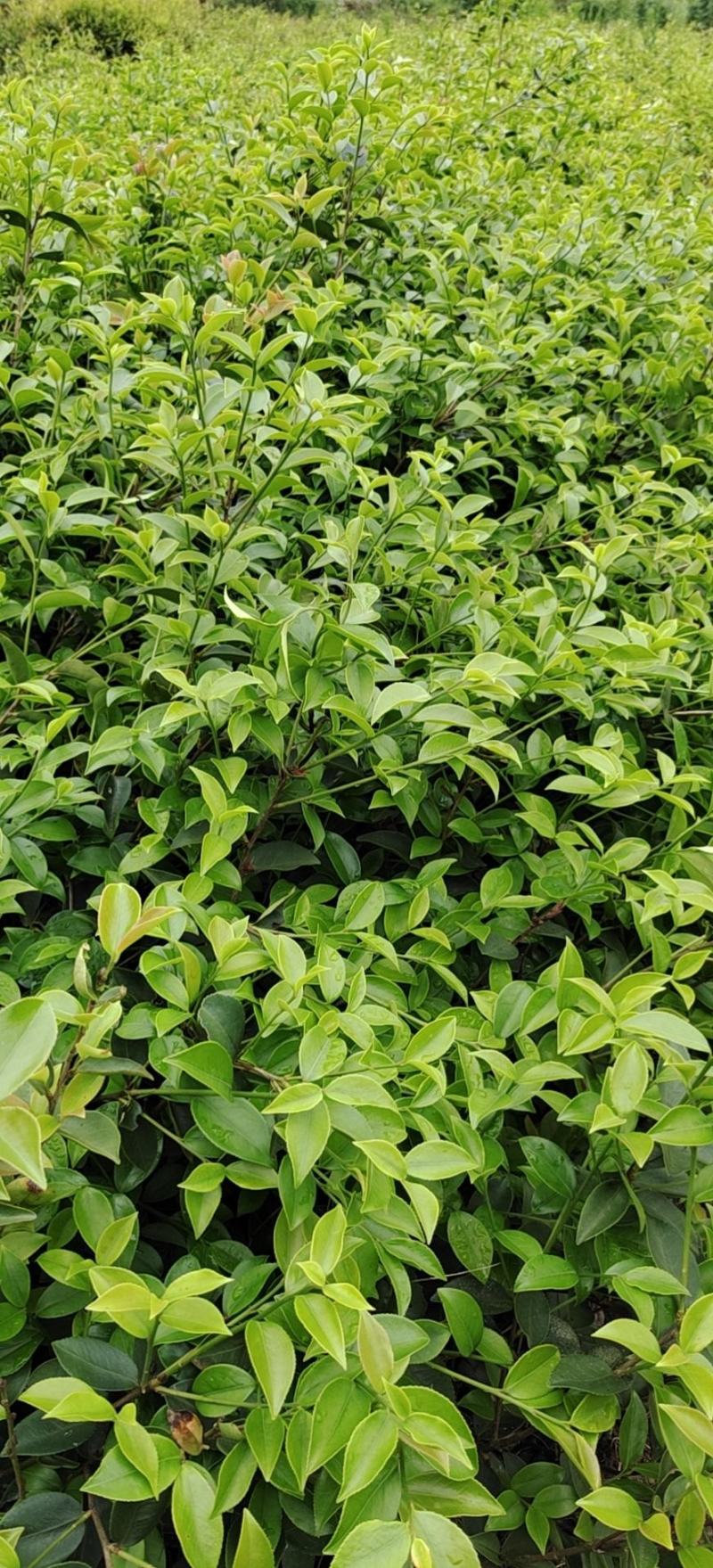 高产油茶苗