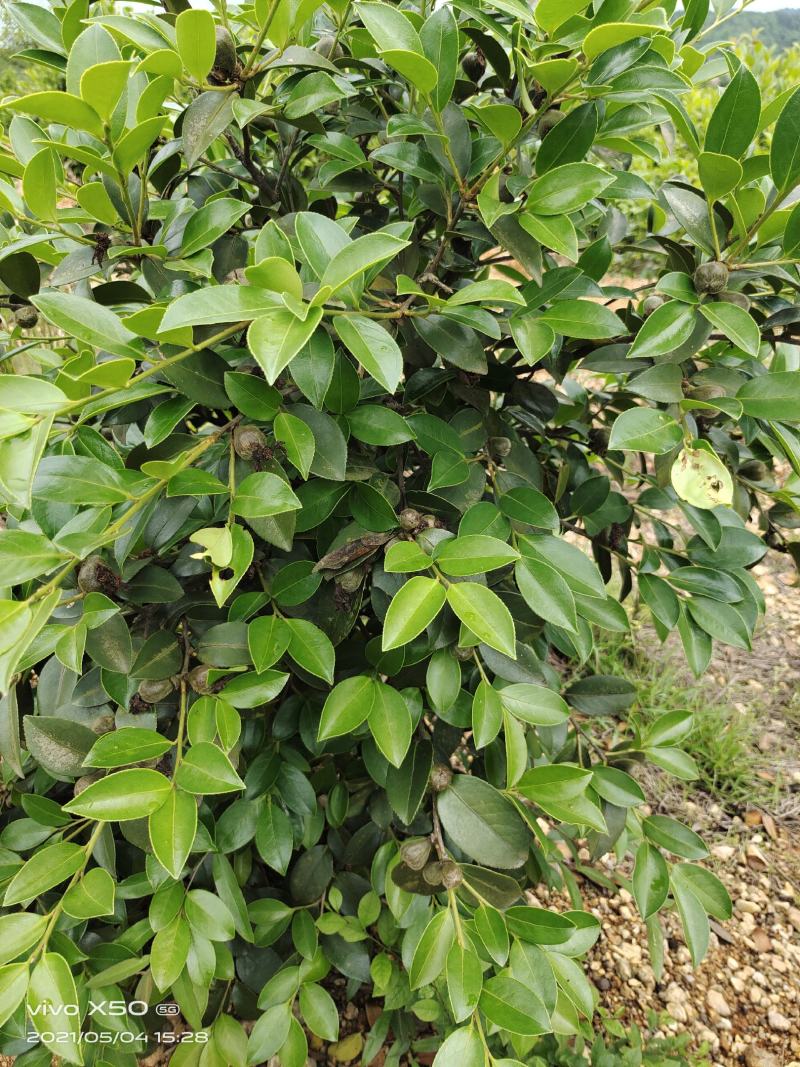 高产油茶苗