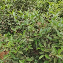 高产油茶苗
