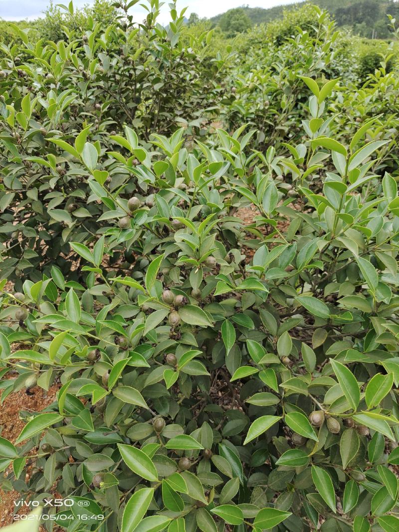高产油茶苗